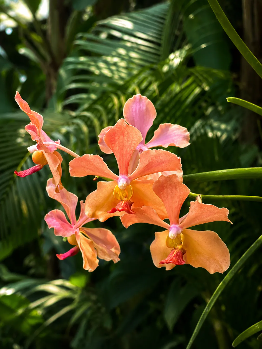 Tropical flower growing within the gardens of Vanara Retreat