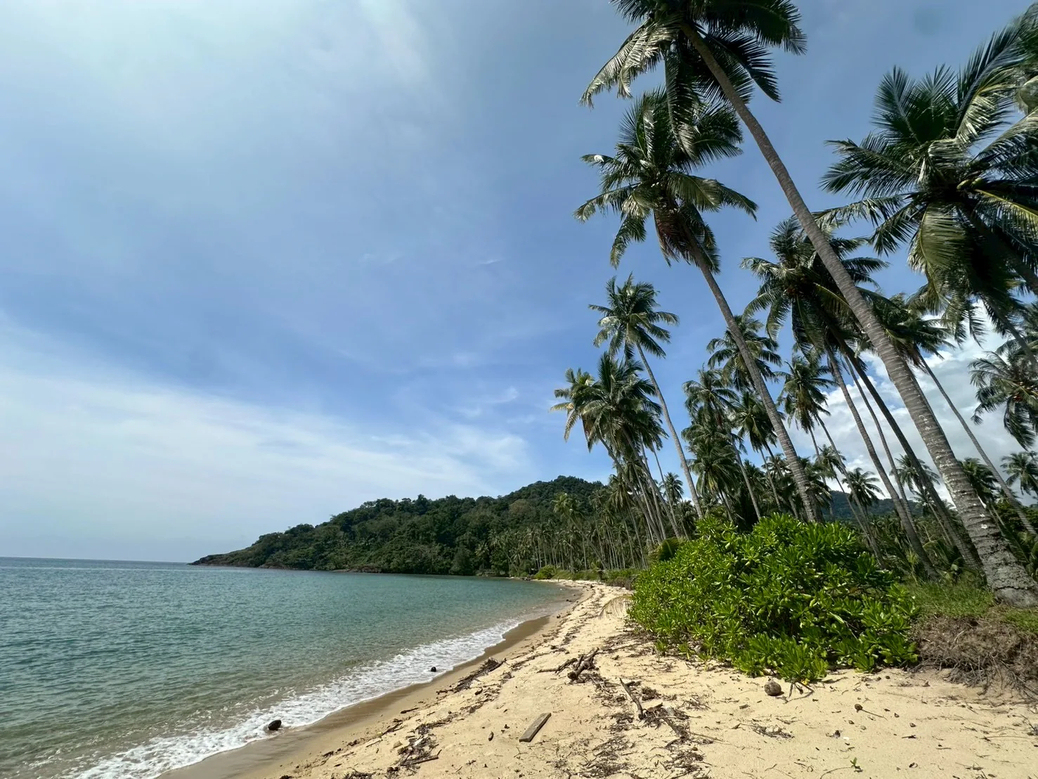 หาดหวายแฉก