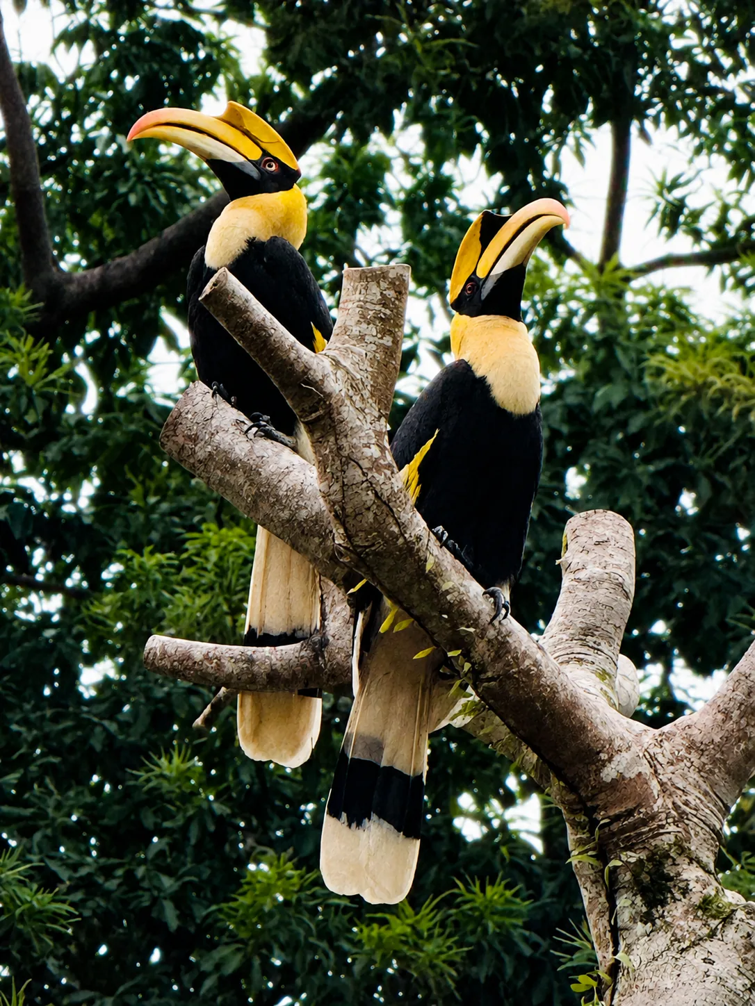 ป่าฝน Koh Chang
